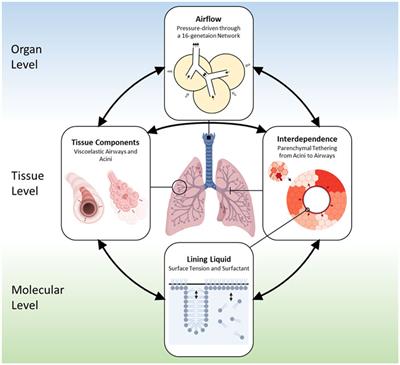 Full-lung simulations of mechanically ventilated lungs incorporating recruitment/derecruitment dynamics